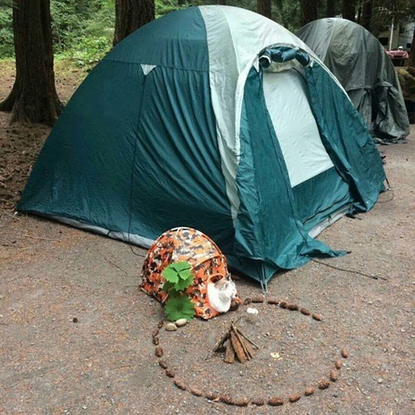 campground cats