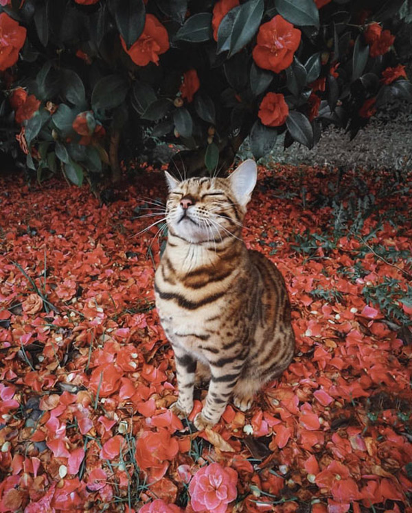 cat amid the floers