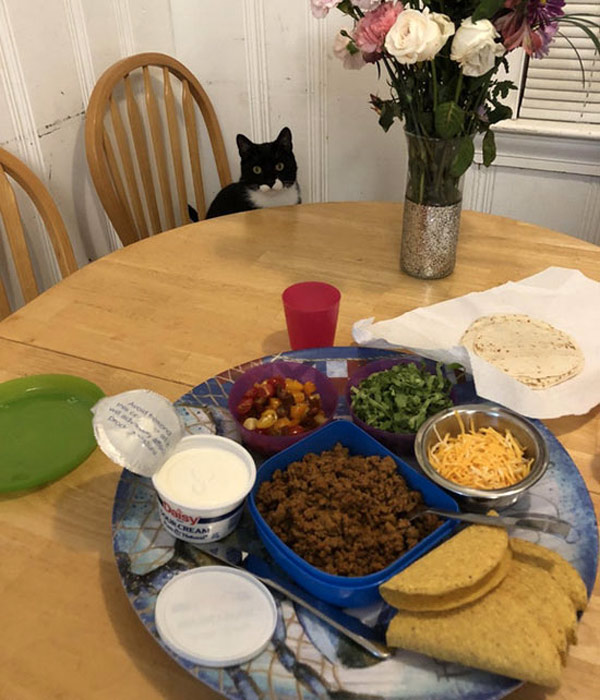 cat at the table