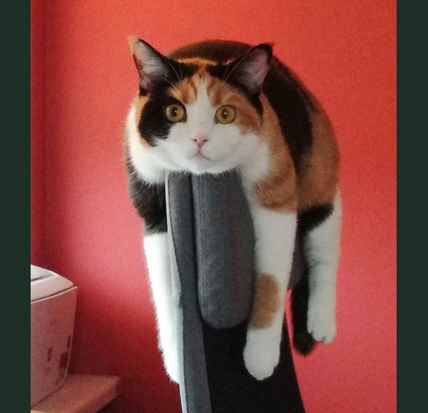 cat draped on chair