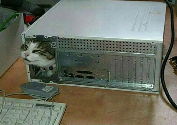 cat in computer