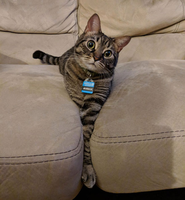 cat stuck in sofa cushions