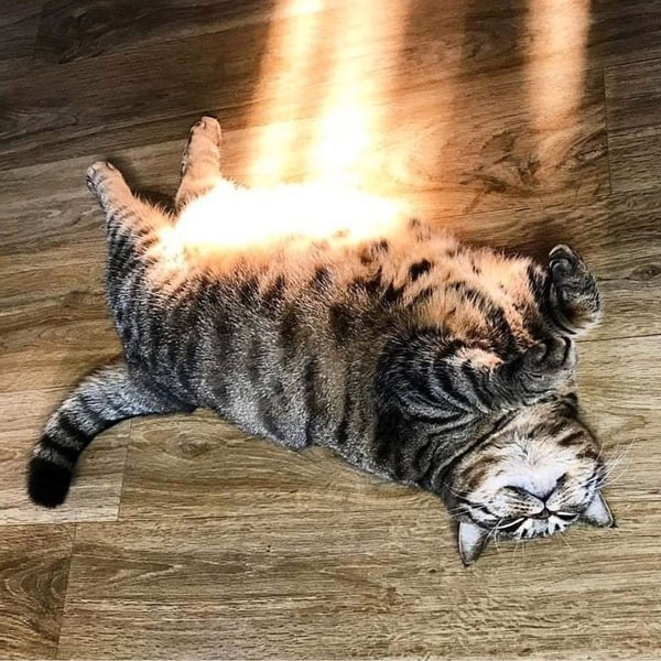 cat lying in sunbeam