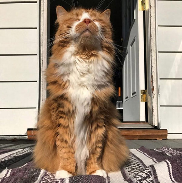 cat in the sun
