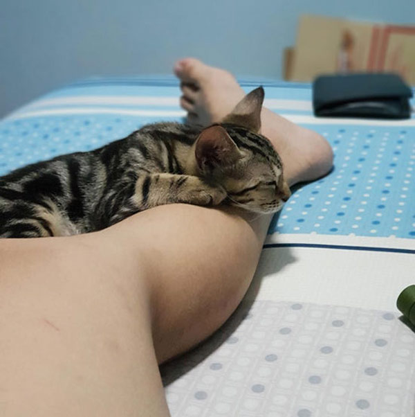 cat laying on leg