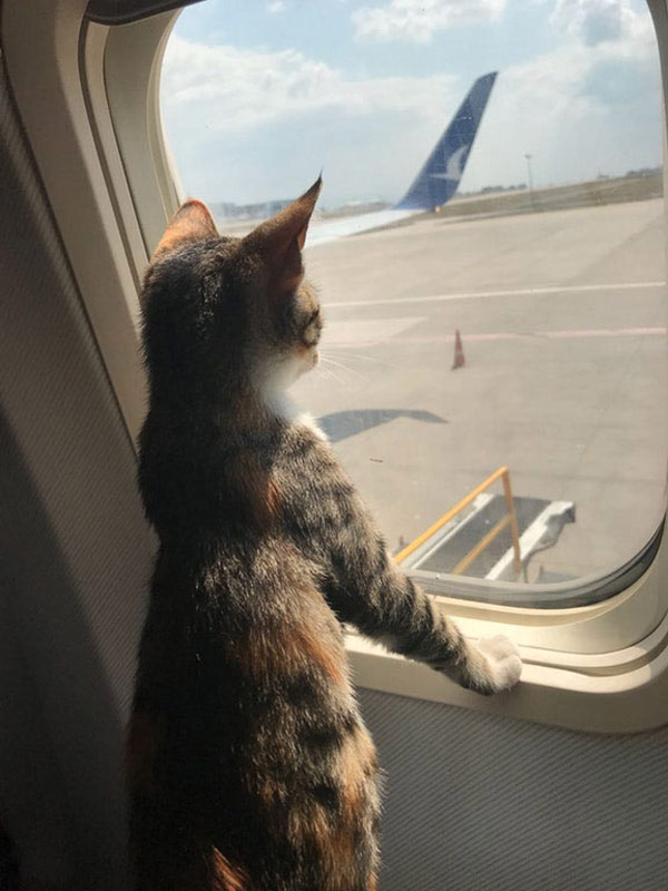 cat on airplane