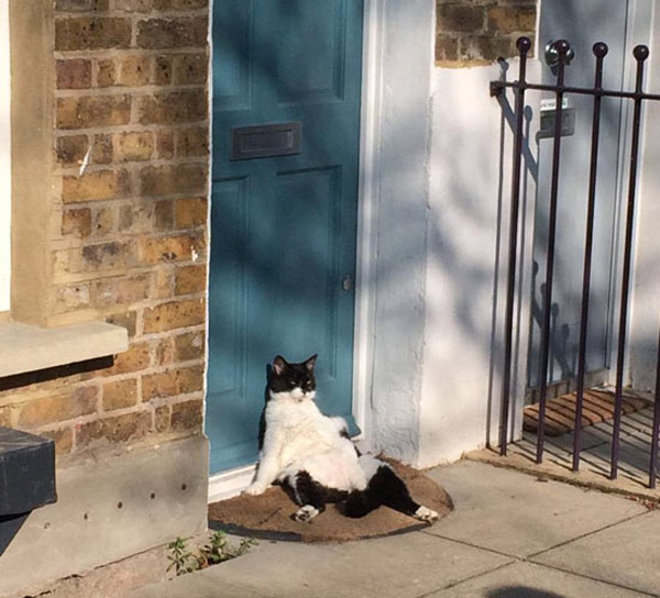 cat sleeping on doorstep