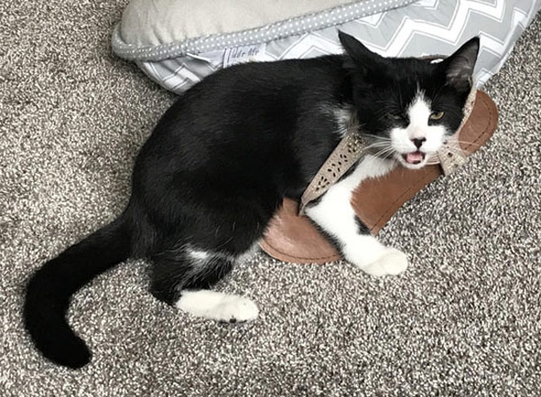 cat trapped in shoe