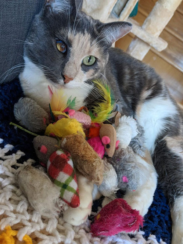 cat with toys