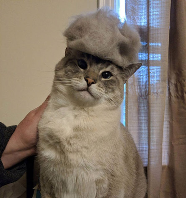 cat with wig hat