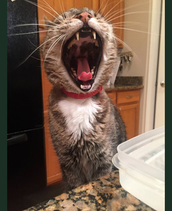 yelling cat