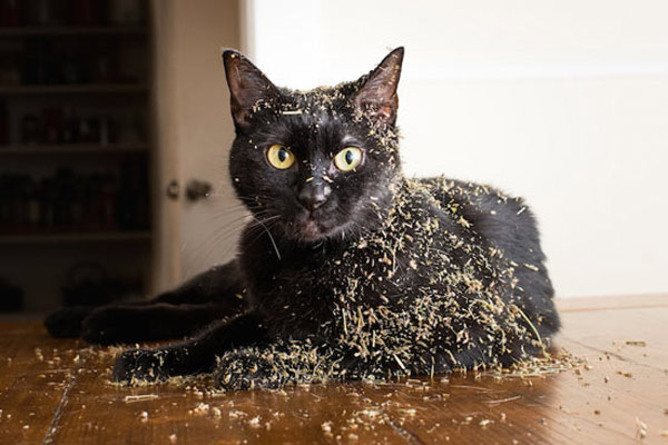 cat covered in catnip