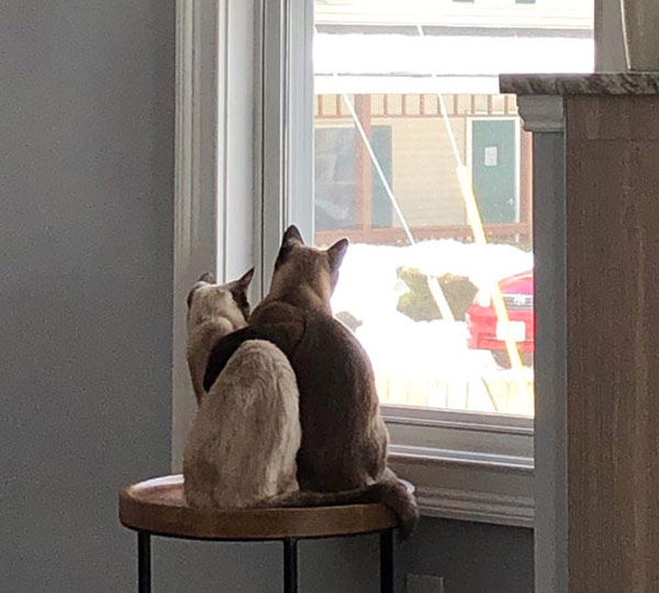 cats sitting close together