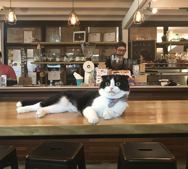 coffee store cat