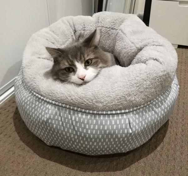 comfy cat