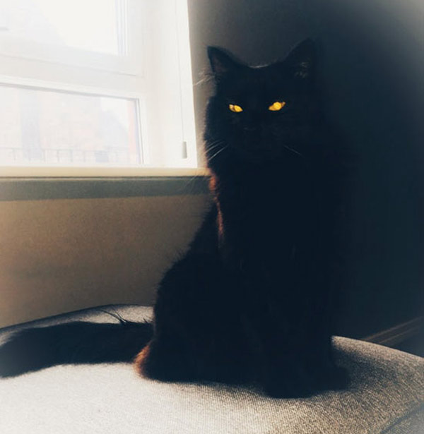 dark mysterious cat