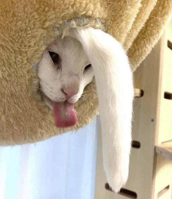 messed up cat