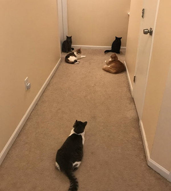 five hungry cats