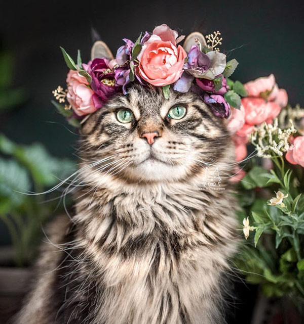 flower child  cat