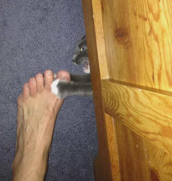 cat attacks foot