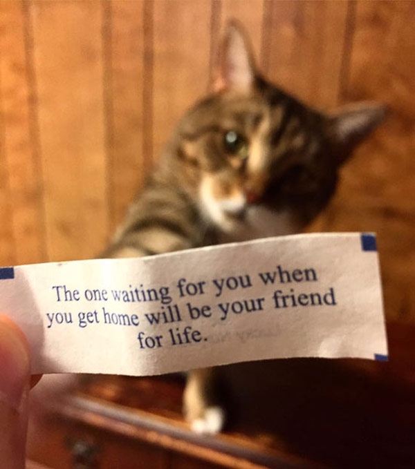 fortune cookie cat