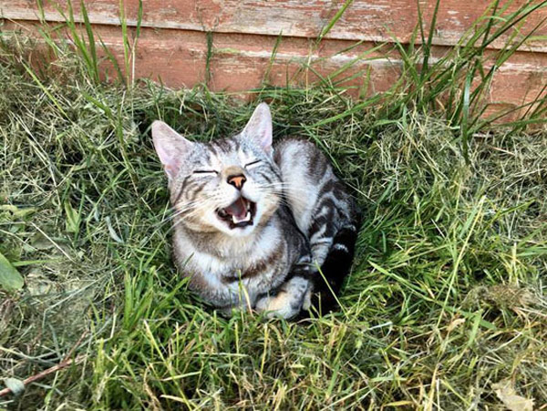 happy cat in the grass