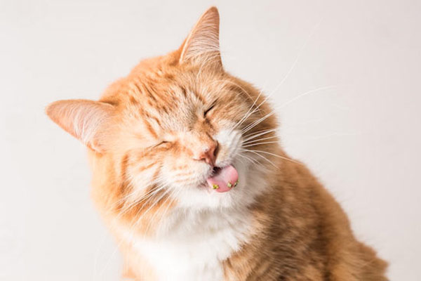 happy catnip cat