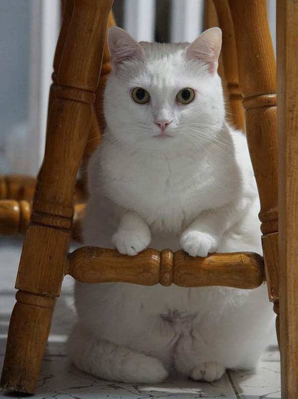 hungry white cat
