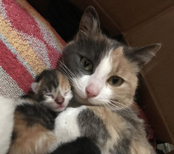 cat and kitten