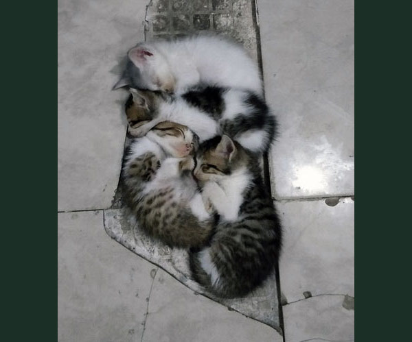 kittens asleep on floor