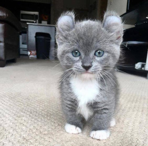 little gray kitten