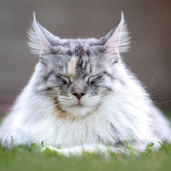 a very zen cat