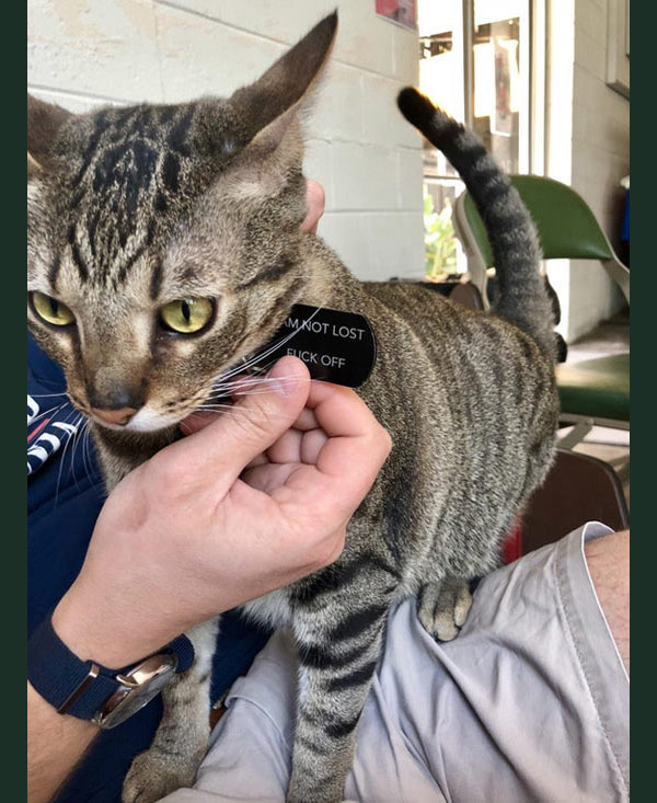 not lost cat