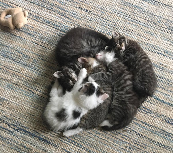 pile of kittens