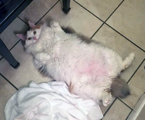 pink belly cat
