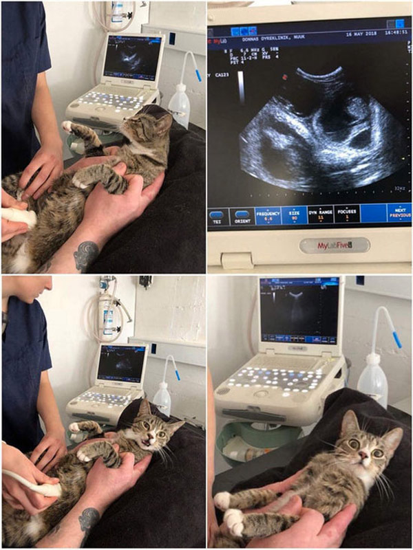 pregnant cat