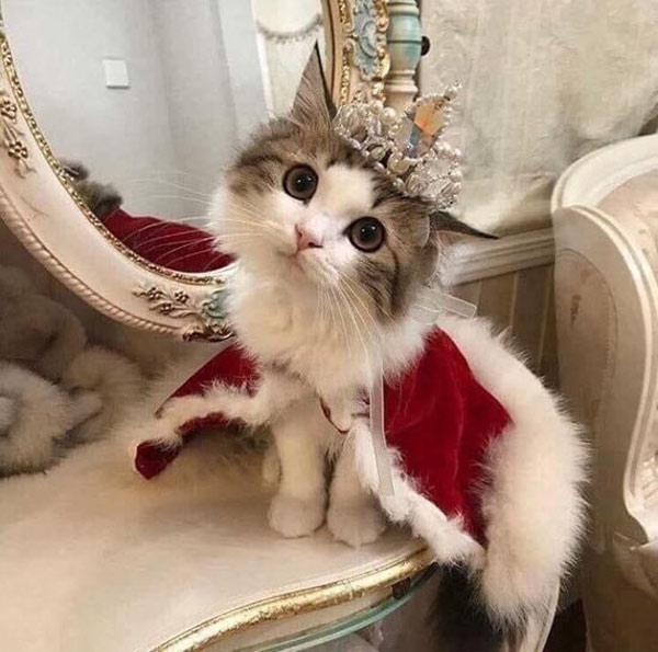 queen cat