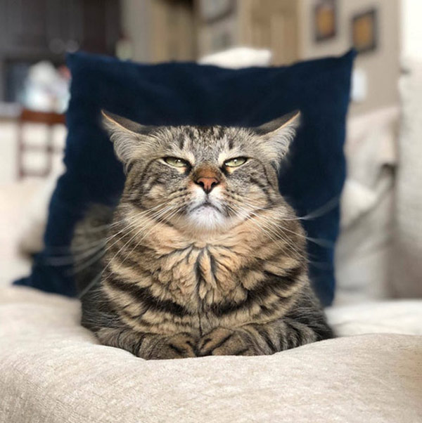 regal cat