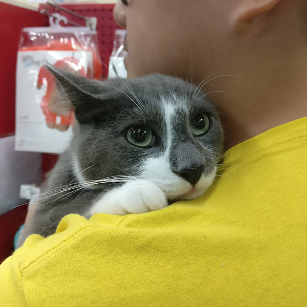 sad cat on shoulder