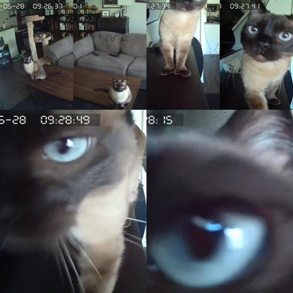 security camera cat