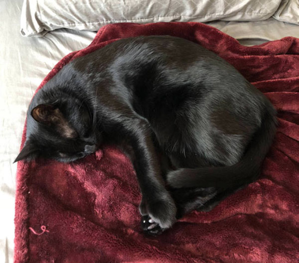 shiny black cat