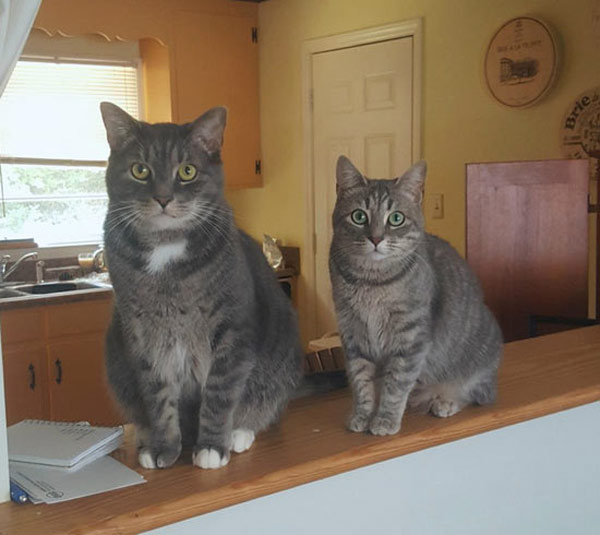 two similar cats