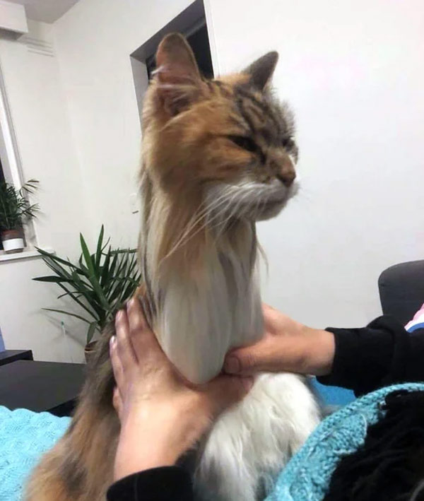 skinny neck cat