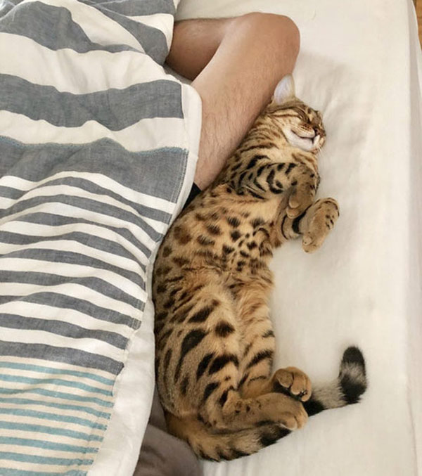 hard sleeping kitty