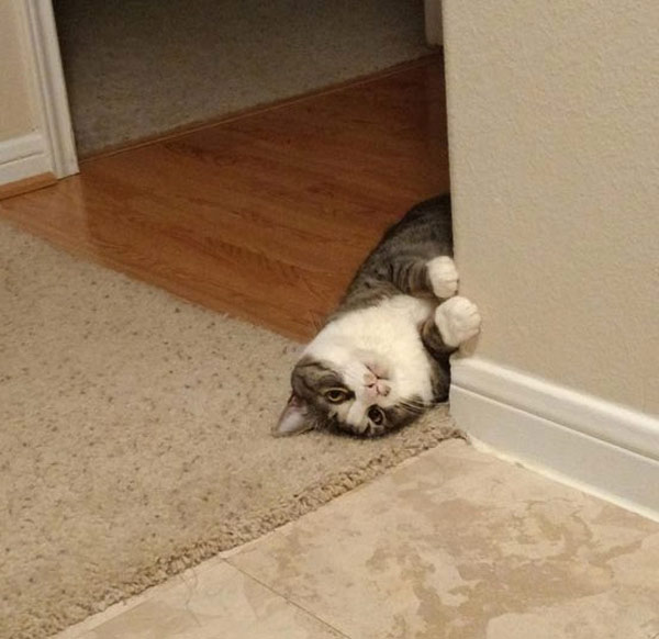 cat sleeping kid