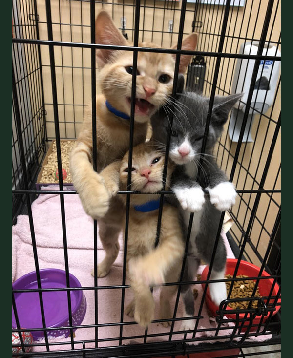 three shelter cats in cage