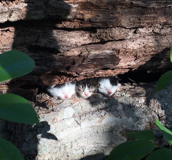 three kittens