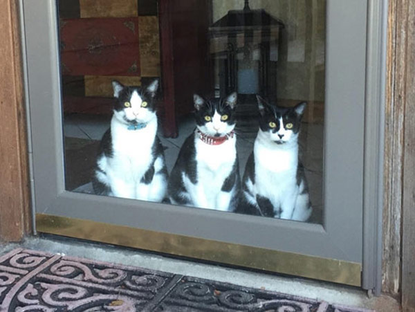 three tuxedo cats
