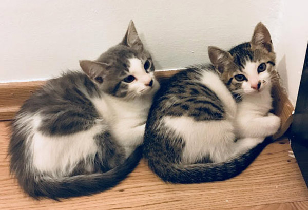 twin kittens