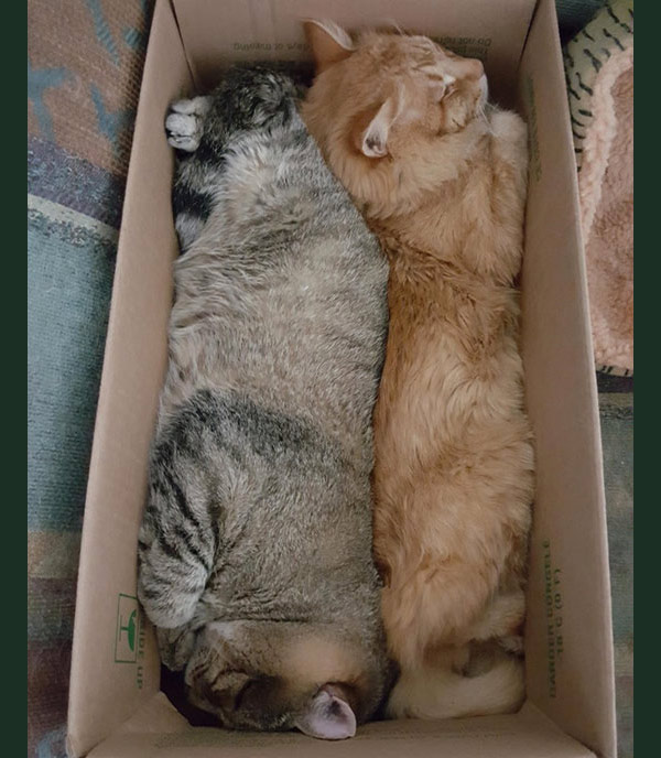 two cats in box